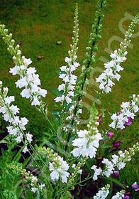 Veronica spicata 'Snow White'